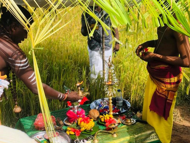 Pongal Vizha 2026