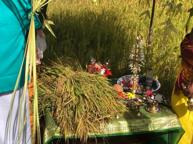 Pongal Vizha 2026