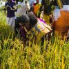 Pongal Vizha 2026