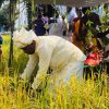 Pongal Vizha 2026